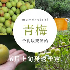 【オンライン数量限定 6月上旬発送予定】福井県若狭産 / 農薬・化学肥料不使用の青梅
