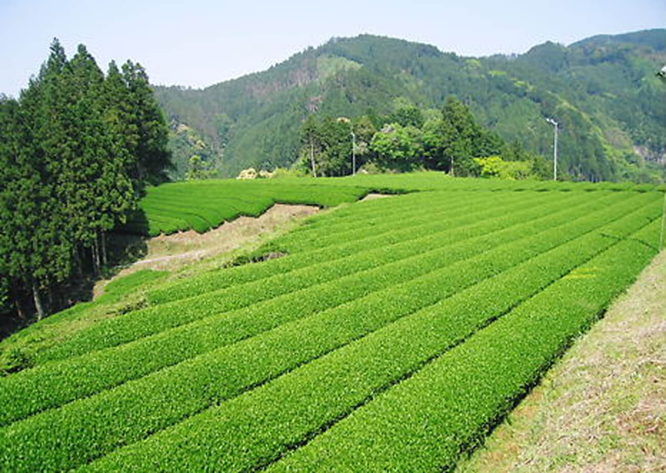 うきはの山茶 / 有機緑茶有機焙じ茶有機紅茶有機烏龍茶特集2” width=
