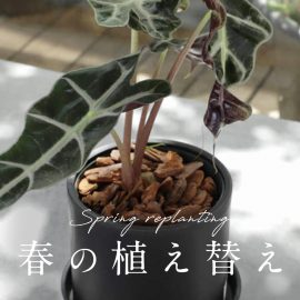 春の植え替え