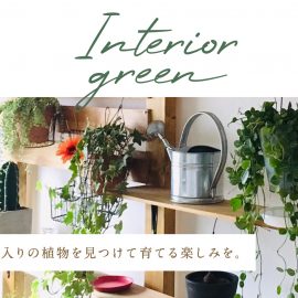 【植物】インテリアグリーン
