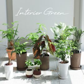 インテリア　植物特集