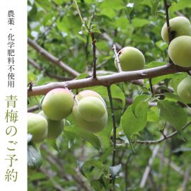 農薬・化学肥料不使用　青梅のご予約